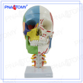 PNT-0153 3 peças modelo de crânio colorido
